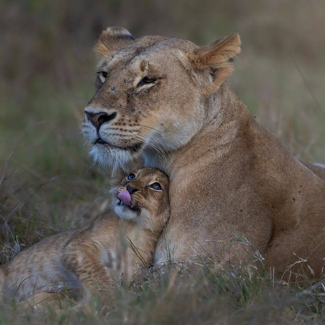 Tourism in Tanzania Tourism in Tanzania