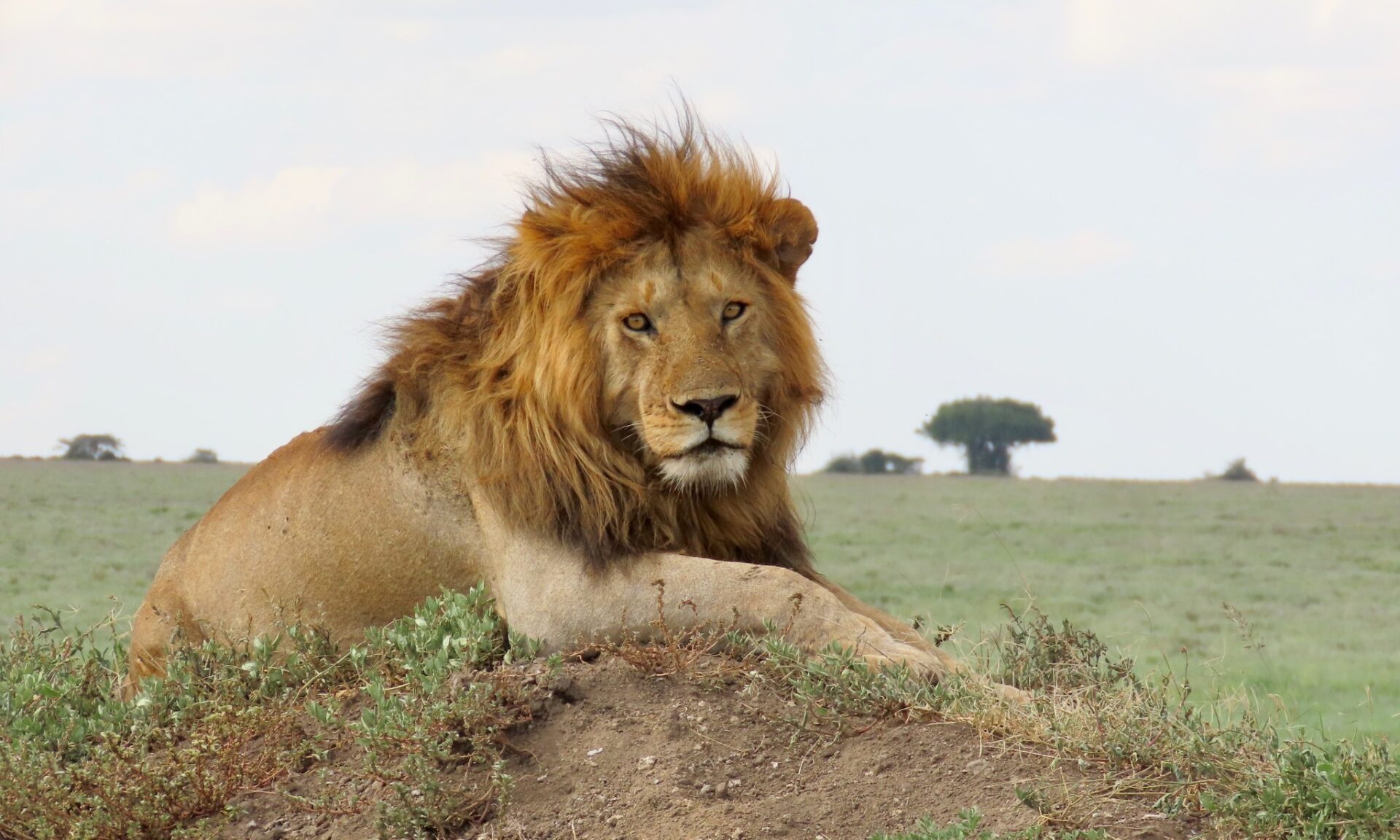 Tourism in Tanzania Tourism in Tanzania