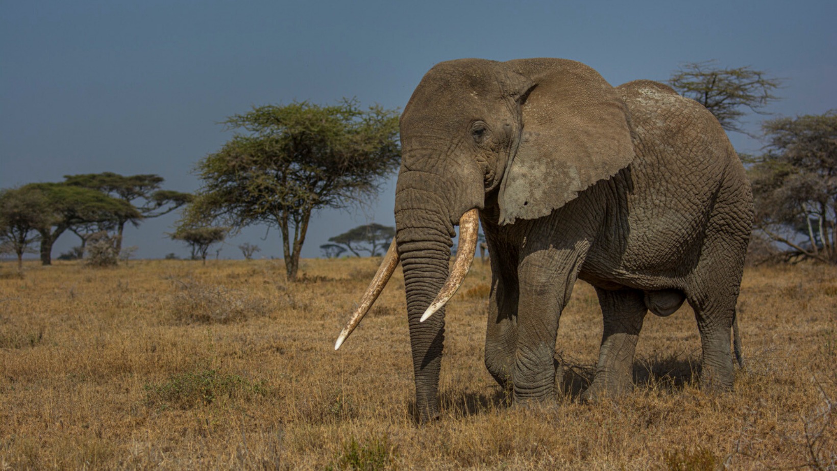 Components of Tourism Components of Tourism