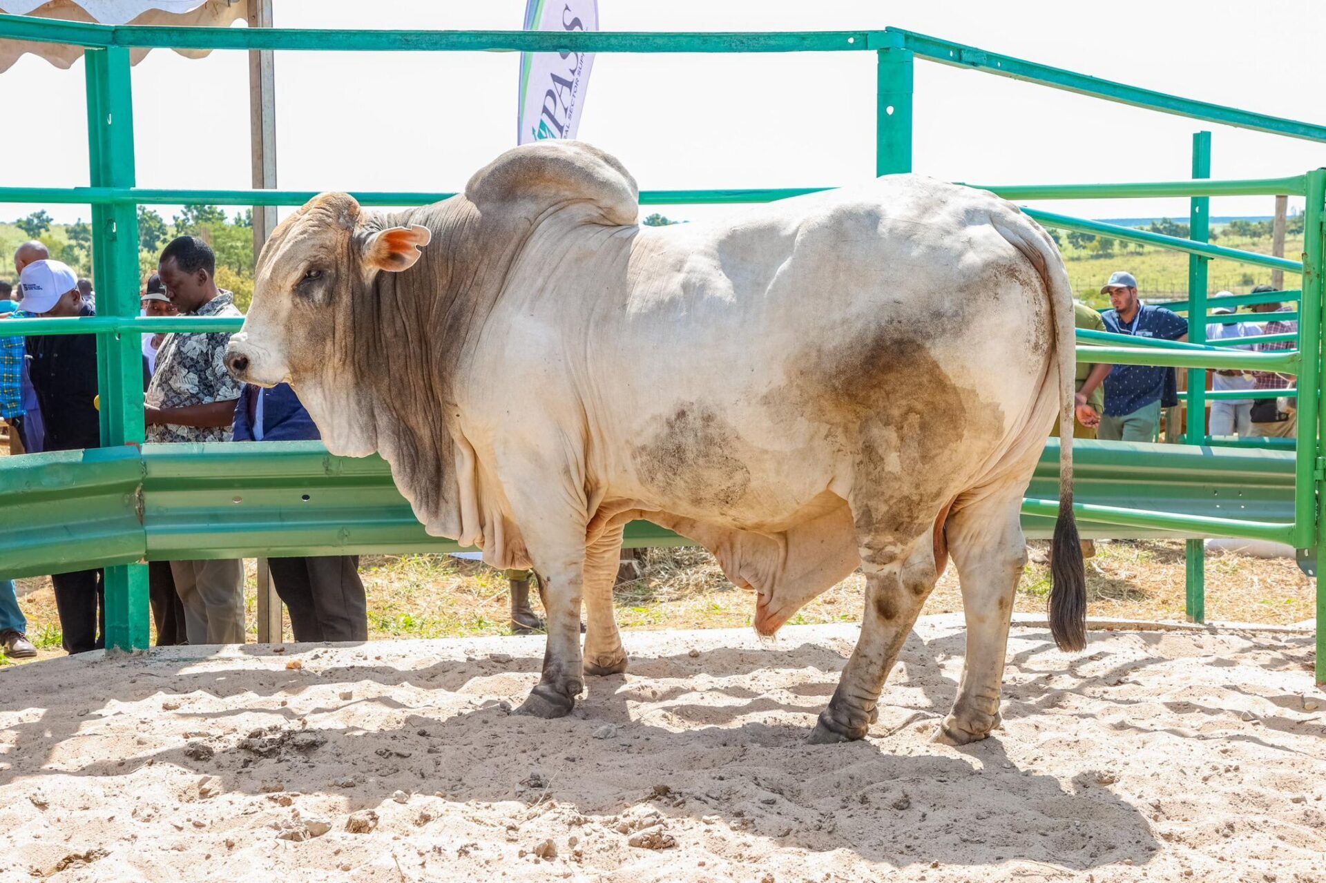 livestock sector livestock sector